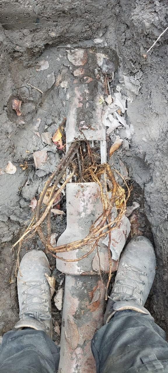 Root Removal Process in Edinburgh