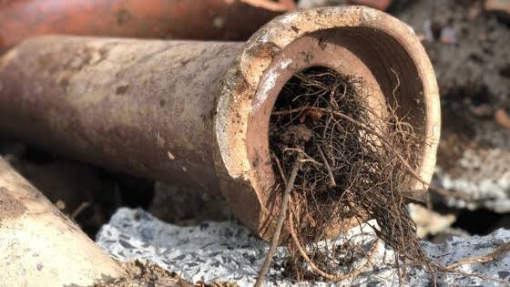 Signs You May Have Roots in Your Drain in Edinburgh
