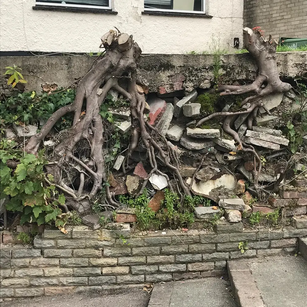 Common Causes of Root Problems in Edinburgh